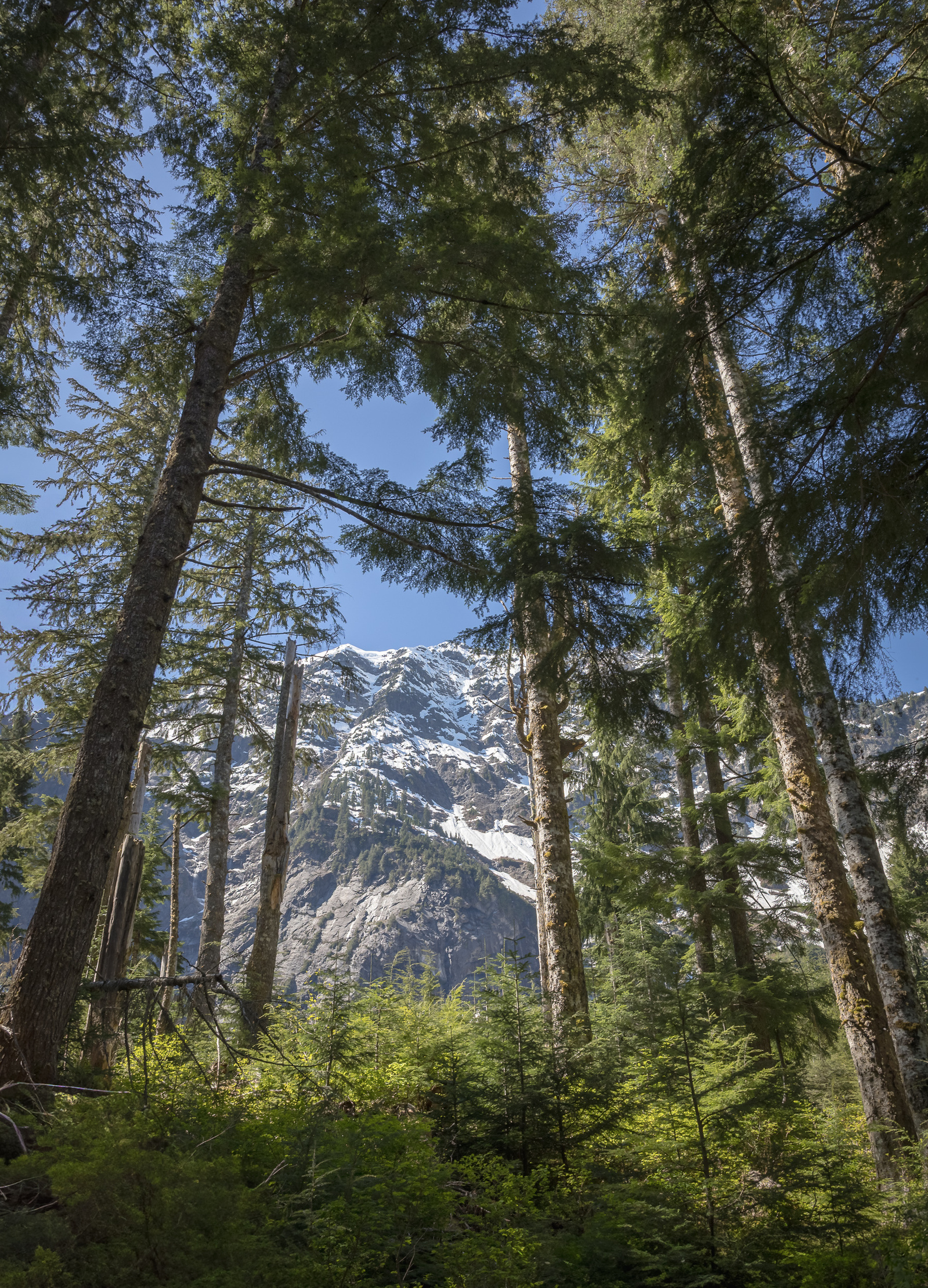 Big Four Mountain in Washington state, seen through tall evergreen trees with snow on the peak and sunlit forest foliage in the foreground.