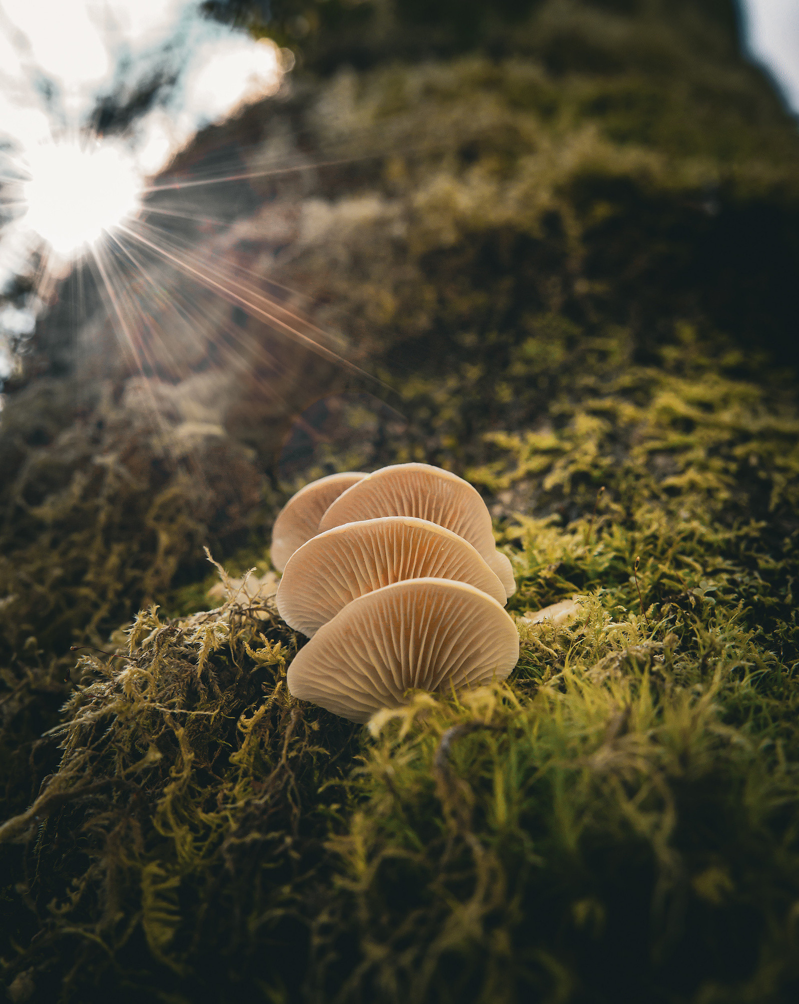Cluster of pale mushrooms growing from moss on a tree trunk, with sunlight beaming through the forest canopy in the background.