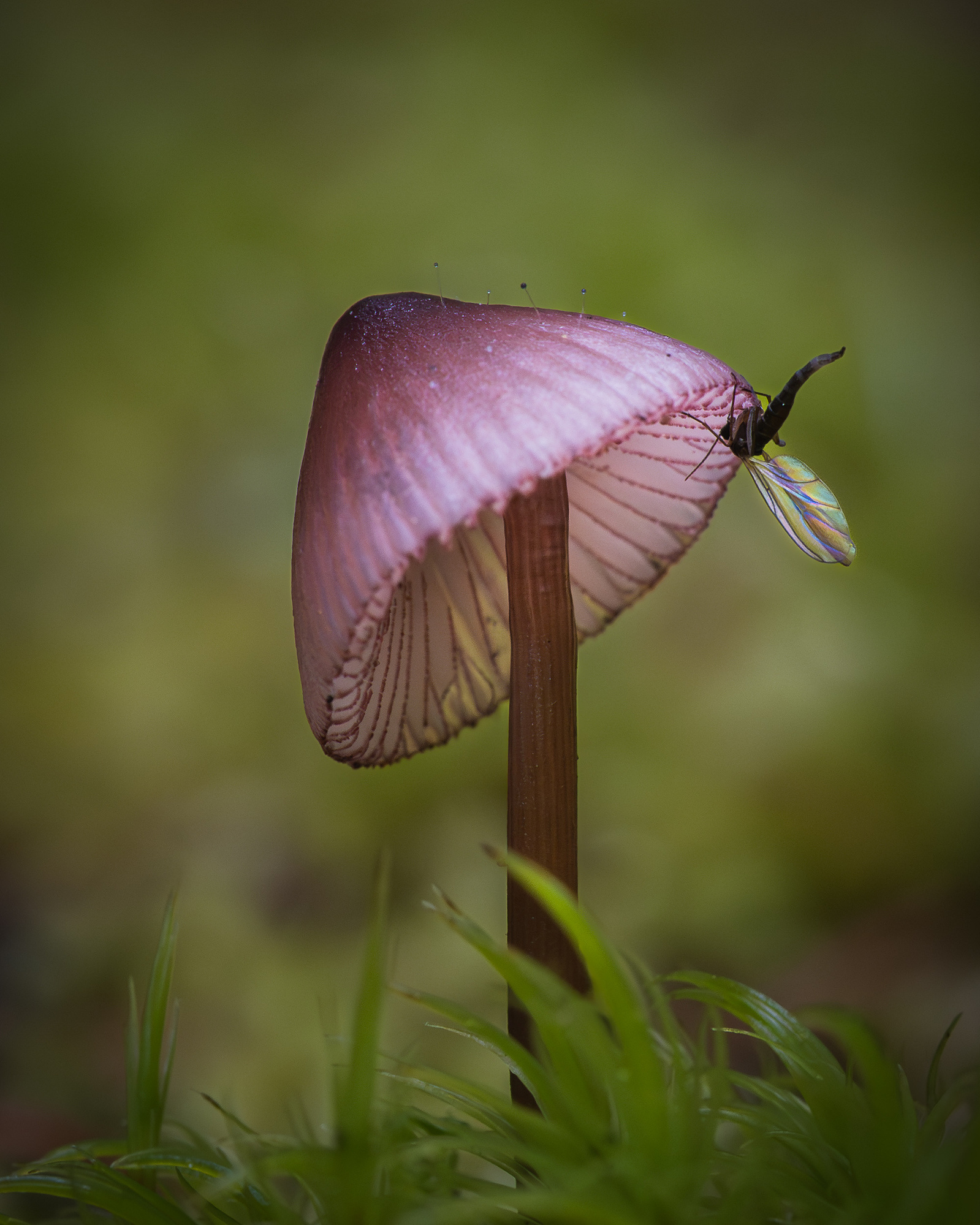 Small purple mushroom with a translucent-winged insect perched on the edge of its cap, photographed at ground level with a soft green background.