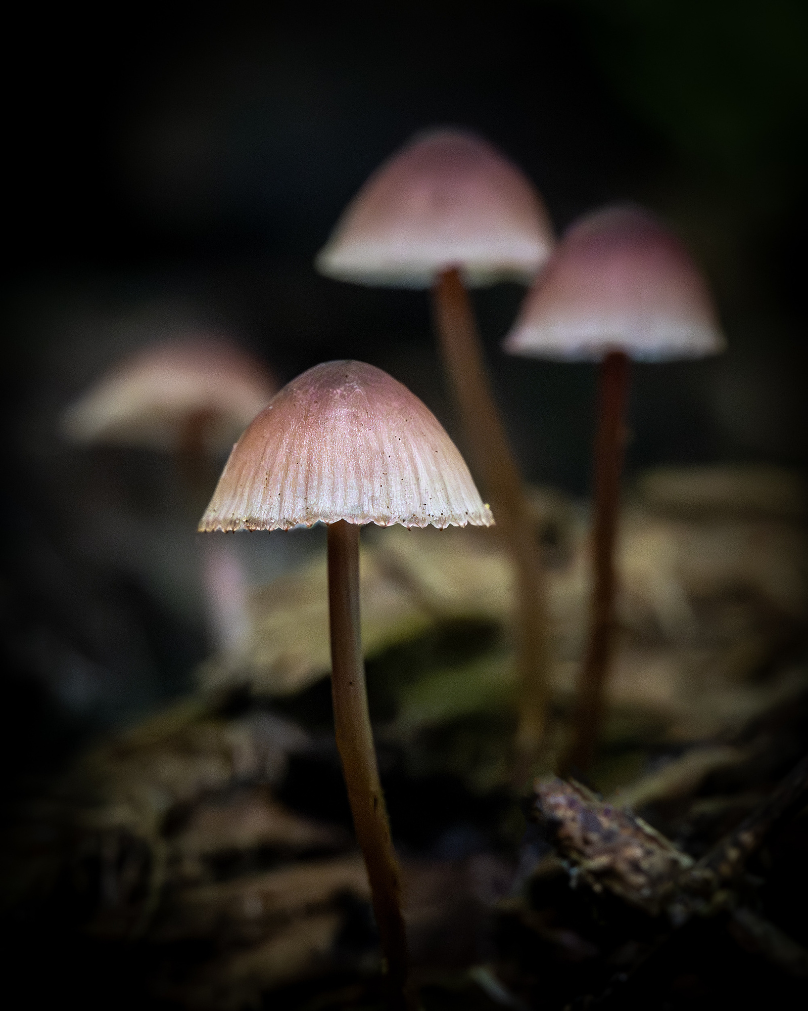 Close-up of a group of small pinkish-brown mushrooms with translucent caps growing from forest floor debris in low light.