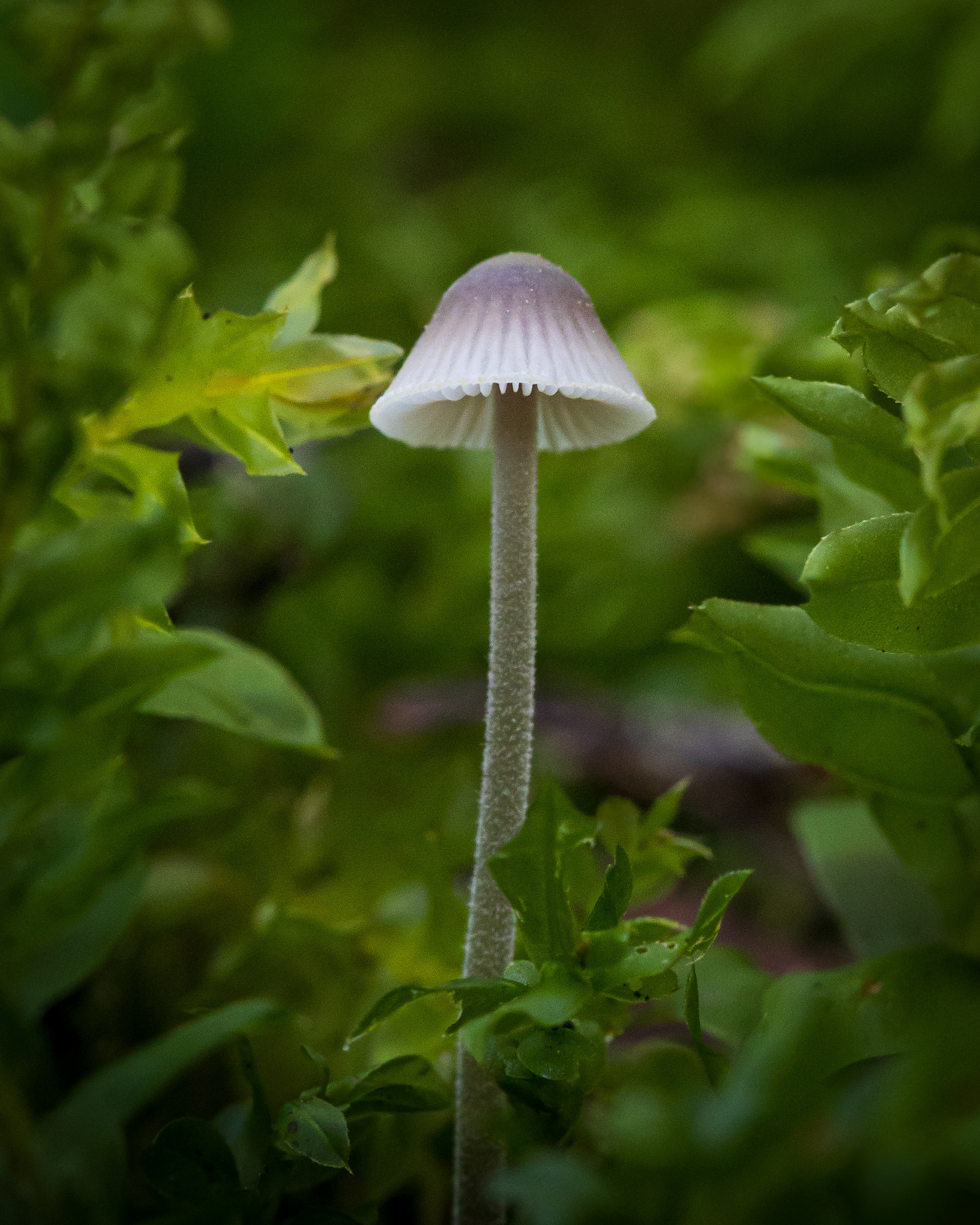 A small purple-capped mushroom with a long, fuzzy white stem growing upright among green forest vegetation.
