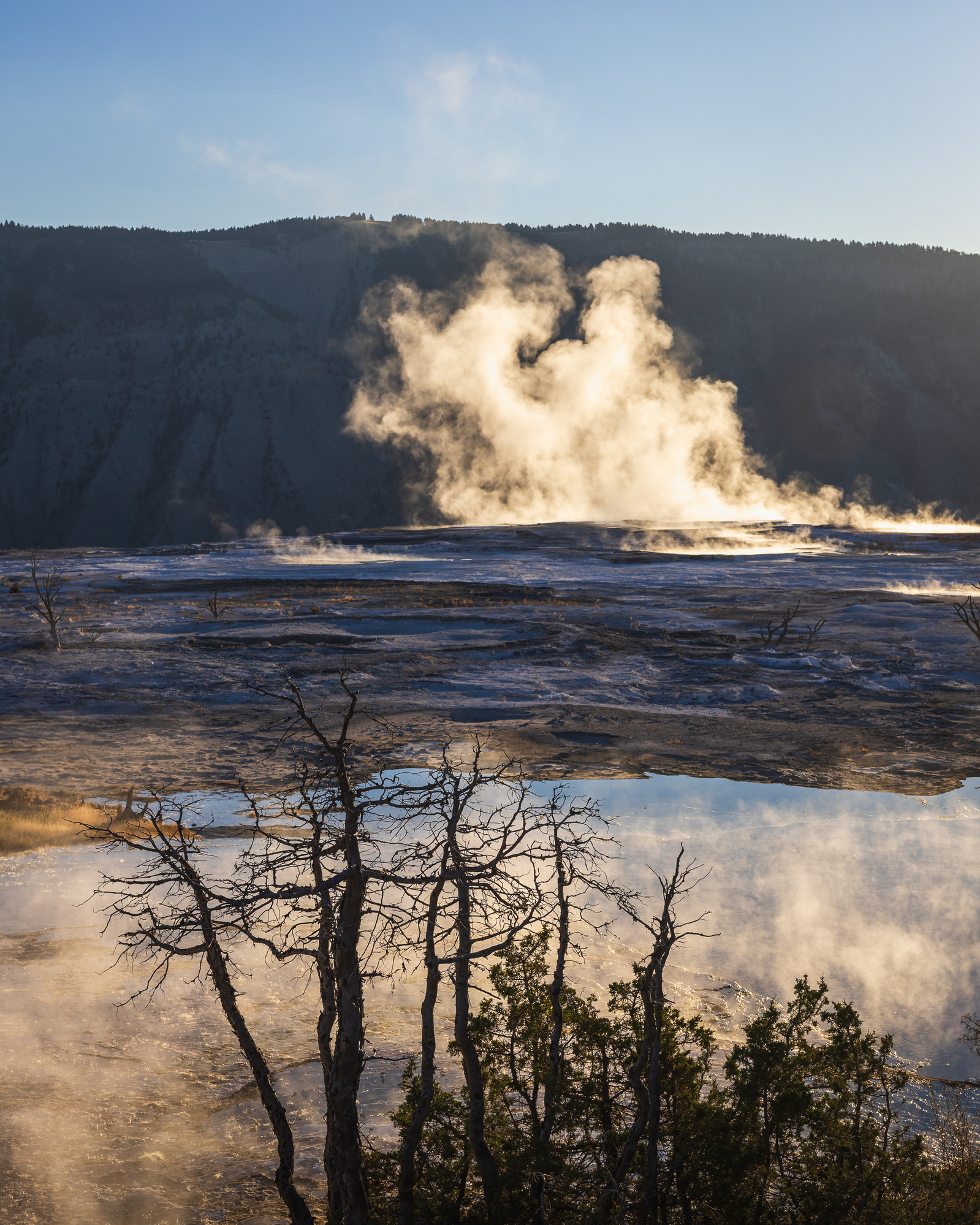 Steam rising from the geothermal terraces at Mammoth Hot Springs in Yellowstone National Park during early morning light, with silhouetted trees in the foreground.