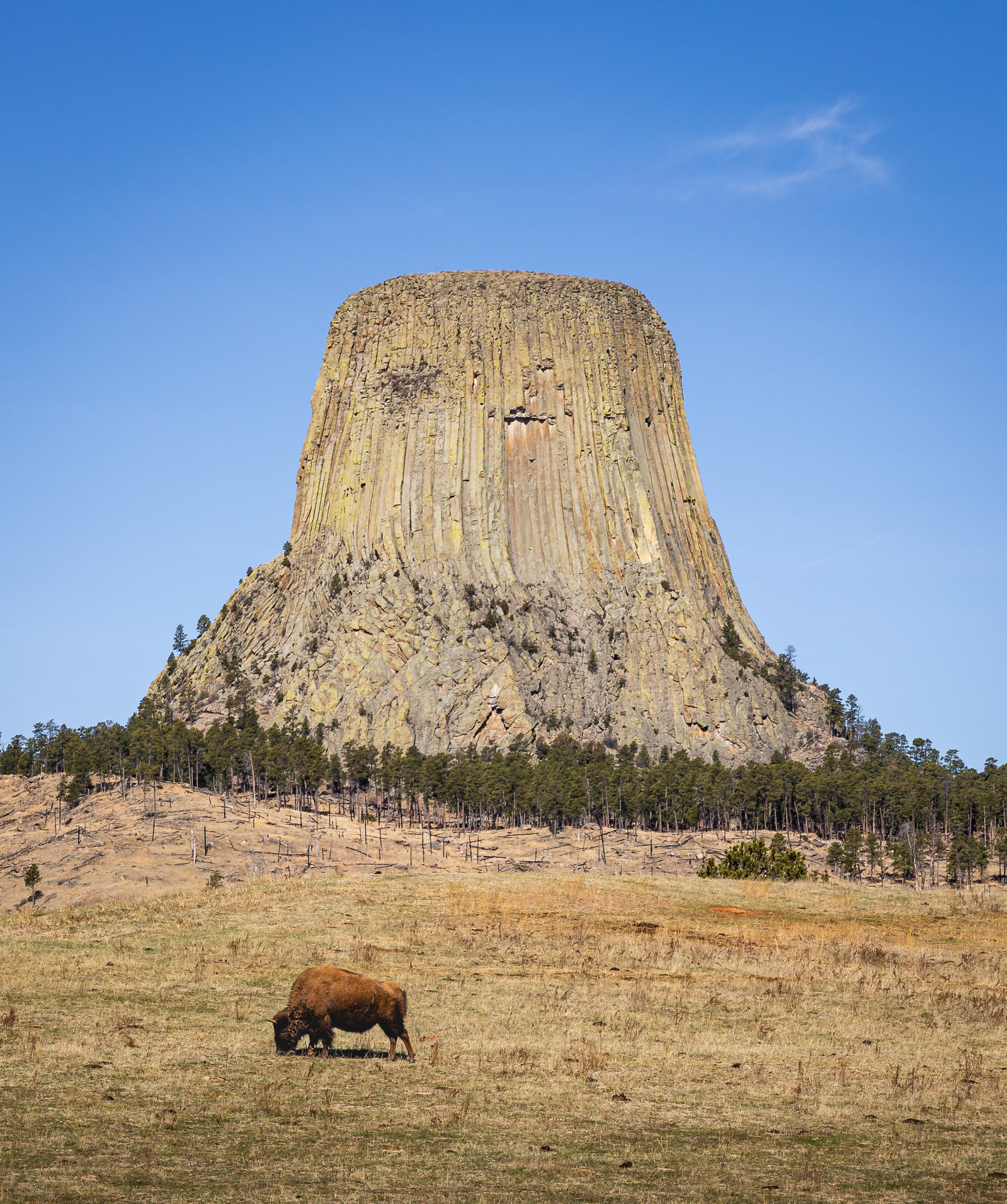 A lone bison grazes in front of Devils Tower, a massive volcanic butte rising above the plains in northeastern Wyoming.