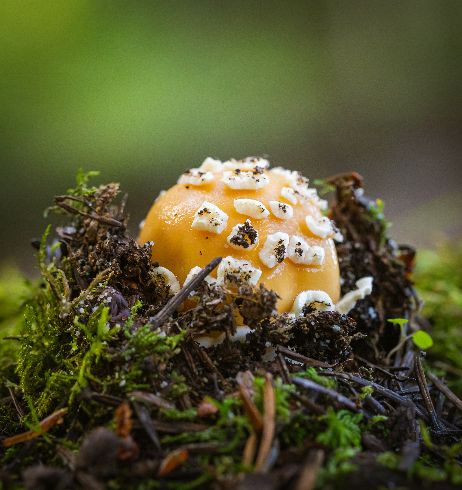 Close-up of a young Amanita muscaria mushroom emerging from the forest floor, with an orange cap covered in white warts, surrounded by moss and soil.