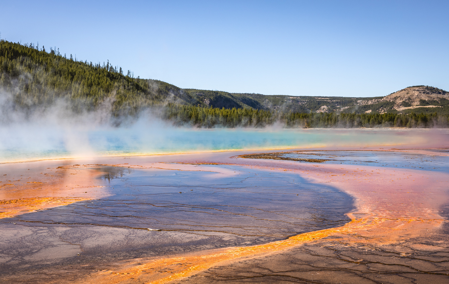 Colorful layers of Grand Prismatic Spring in Yellowstone National Park, with steam rising from the hot spring and forested hills in the background.