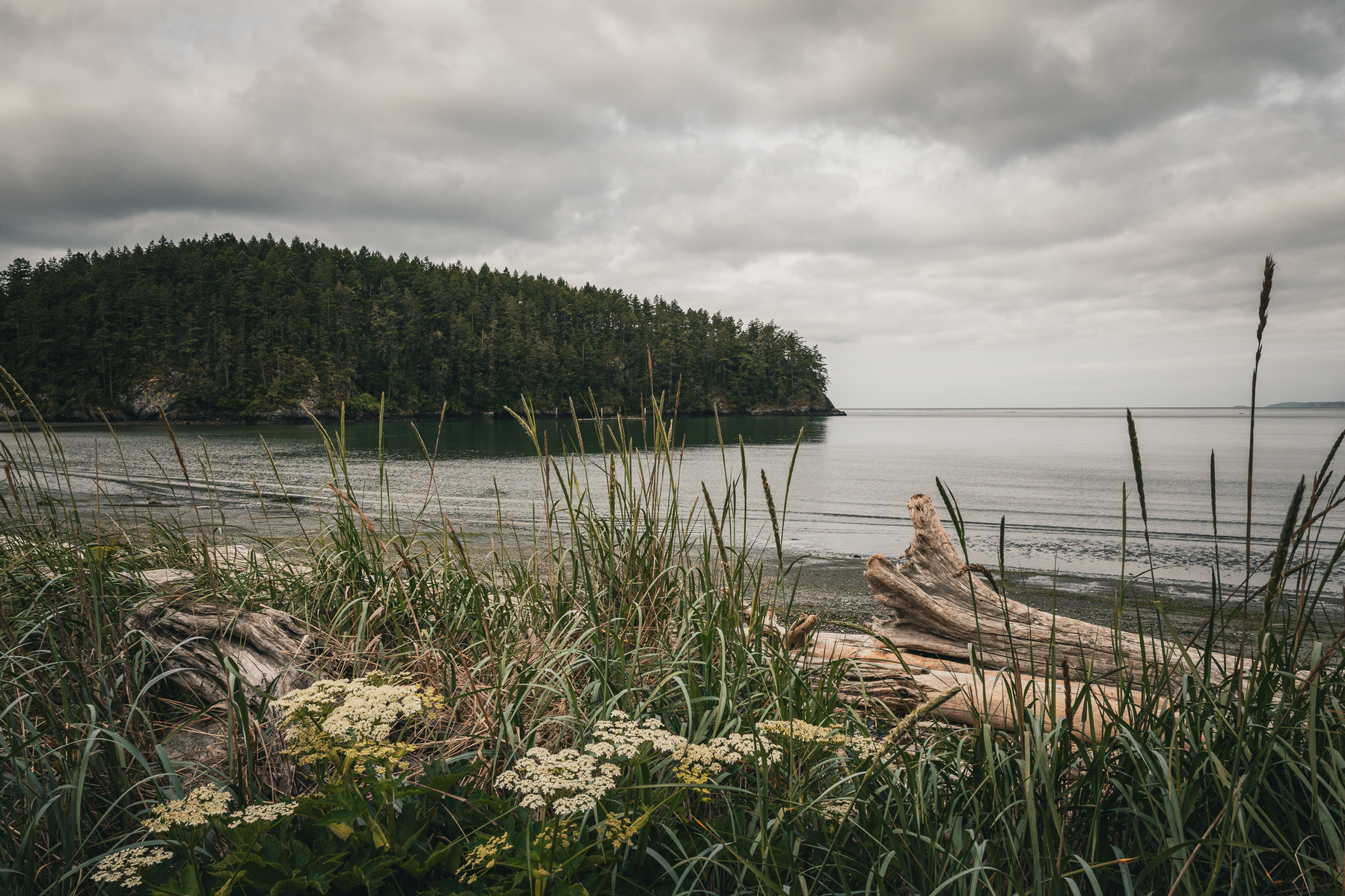 Coastal scene from Fidalgo Island with driftwood, wildflowers, and tall grasses in the foreground. A calm inlet reflects a forested bluff under a cloudy sky.