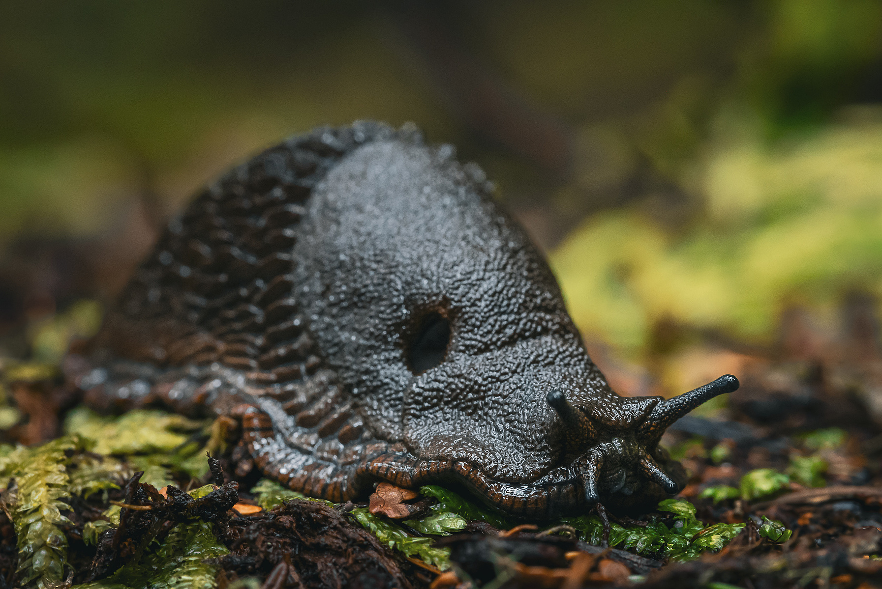 Close-up of a dark forest slug crawling over moss and damp leaf litter, with detailed texture of its moist skin and ridged mantle in sharp focus.