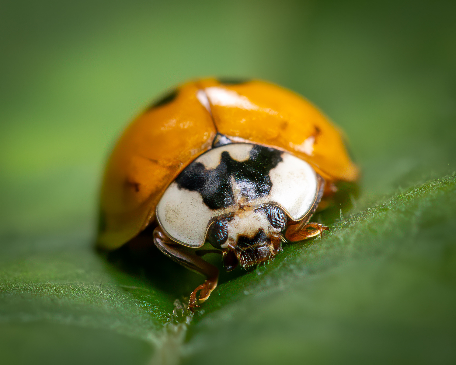 Macro photo of a yellow ladybug with black markings on a green leaf, showing fine detail of its head, eyes, and front legs.