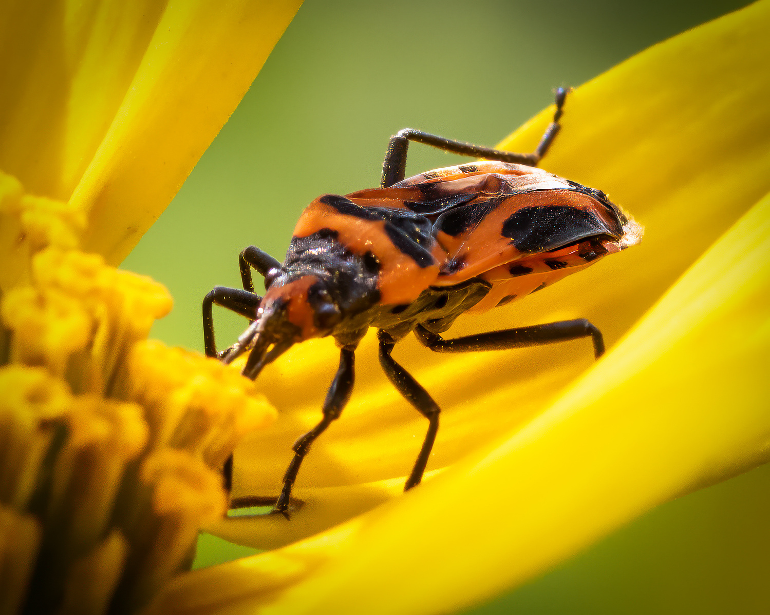 Macro image of an orange and black true bug on a bright yellow wildflower, showing detailed legs, body pattern, and flower stamens.