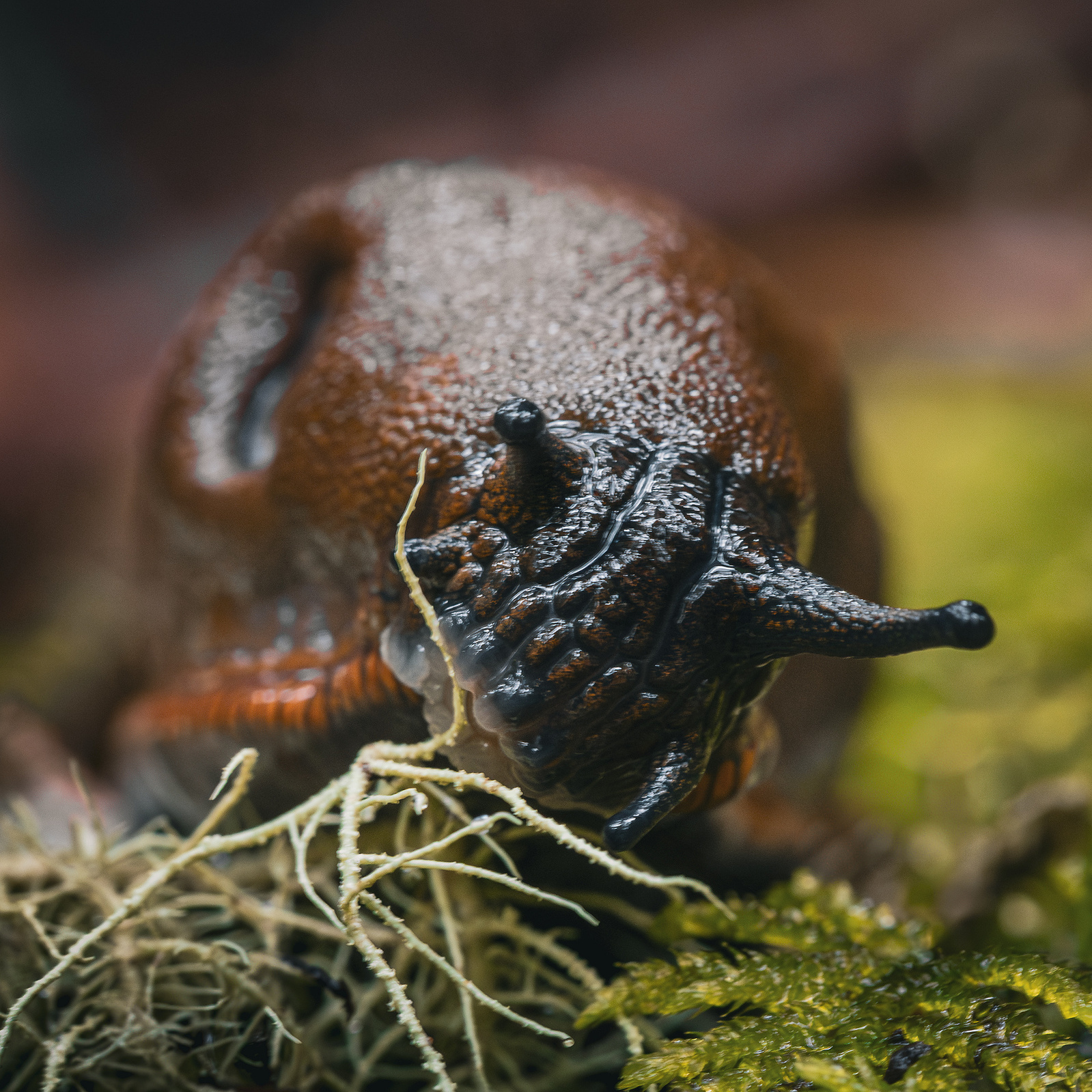 Macro photo of a reddish-brown forest slug crawling over moss and lichen, showing detailed texture, tentacles, and moist skin in sharp focus.