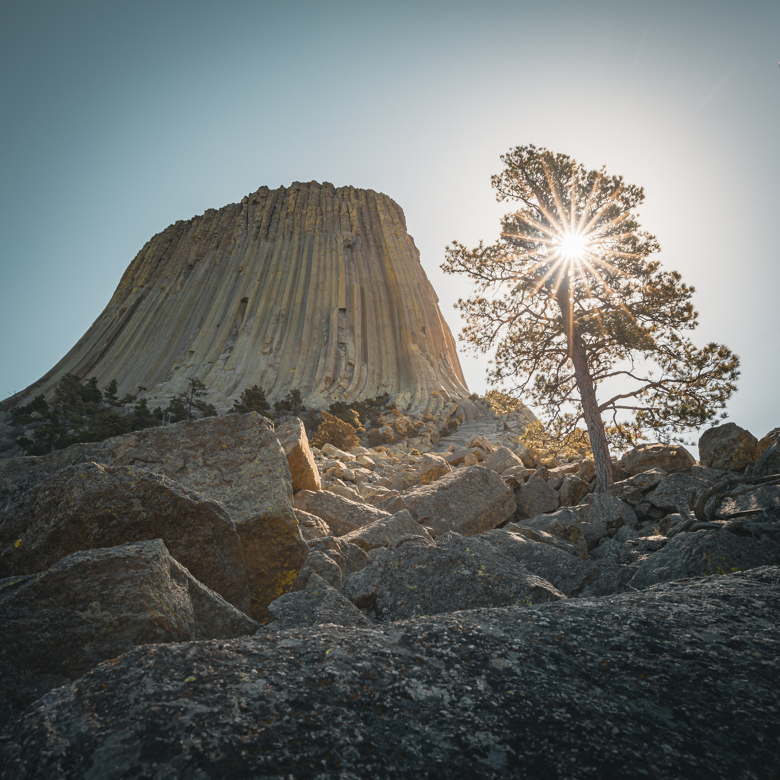 Low-angle view of Devils Tower with sunburst light shining through a lone pine tree among boulders at the base of the formation in Wyoming.