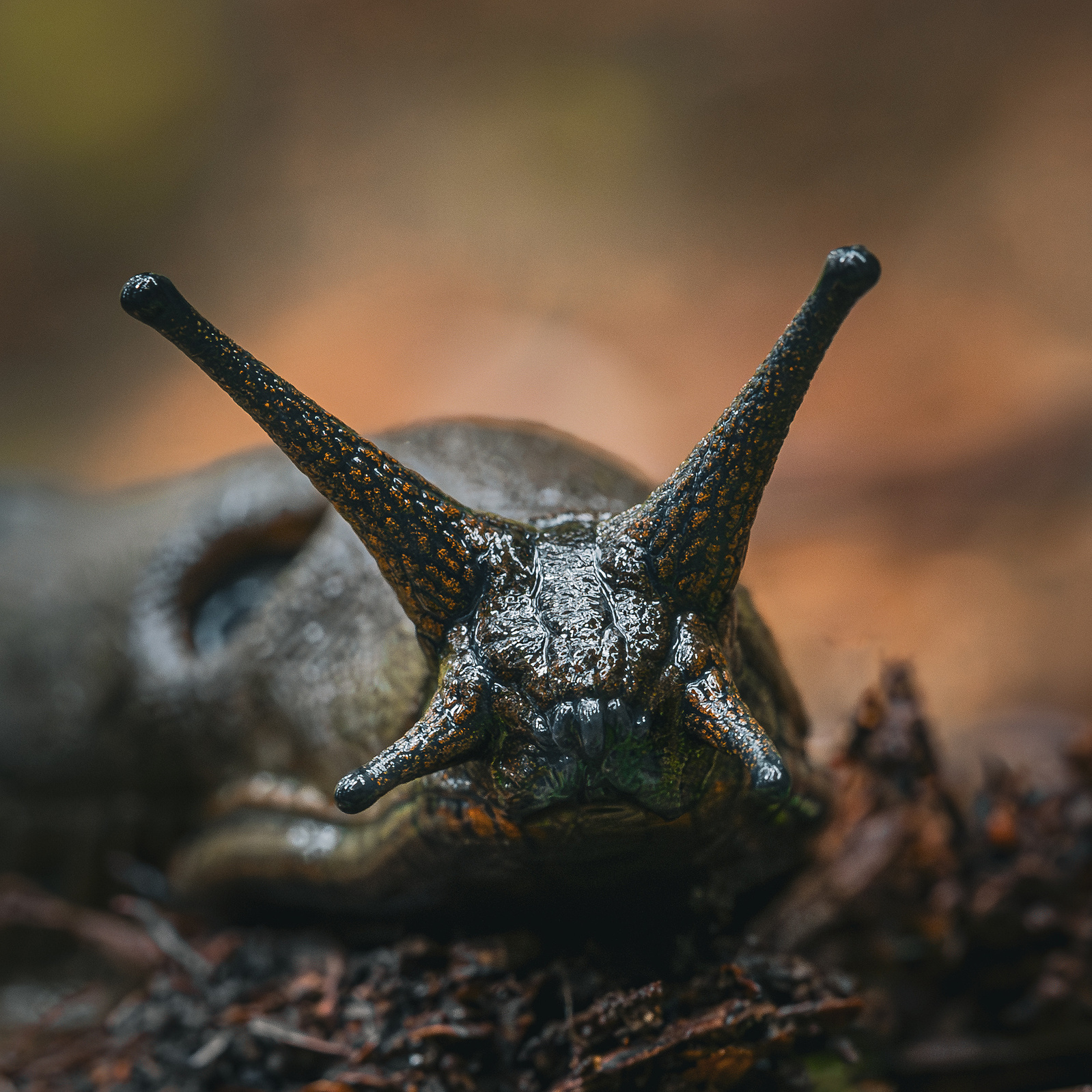 Macro photo of a slug facing the camera, showing detailed texture of its moist skin and extended eye stalks against a soft, earthy forest background.