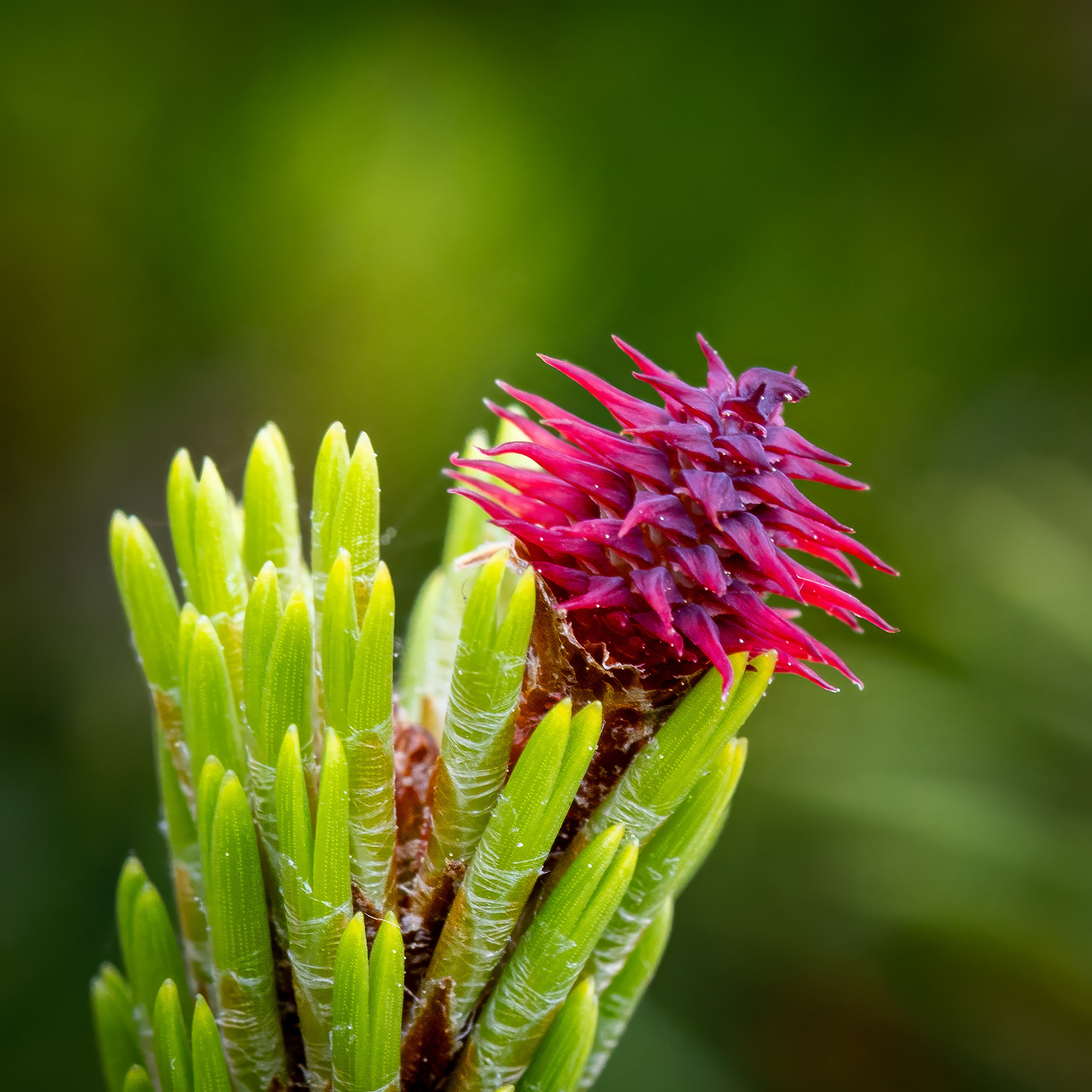Close-up of a lodgepole pine with bright green new needles and a red female cone against a soft green background, captured in springtime.