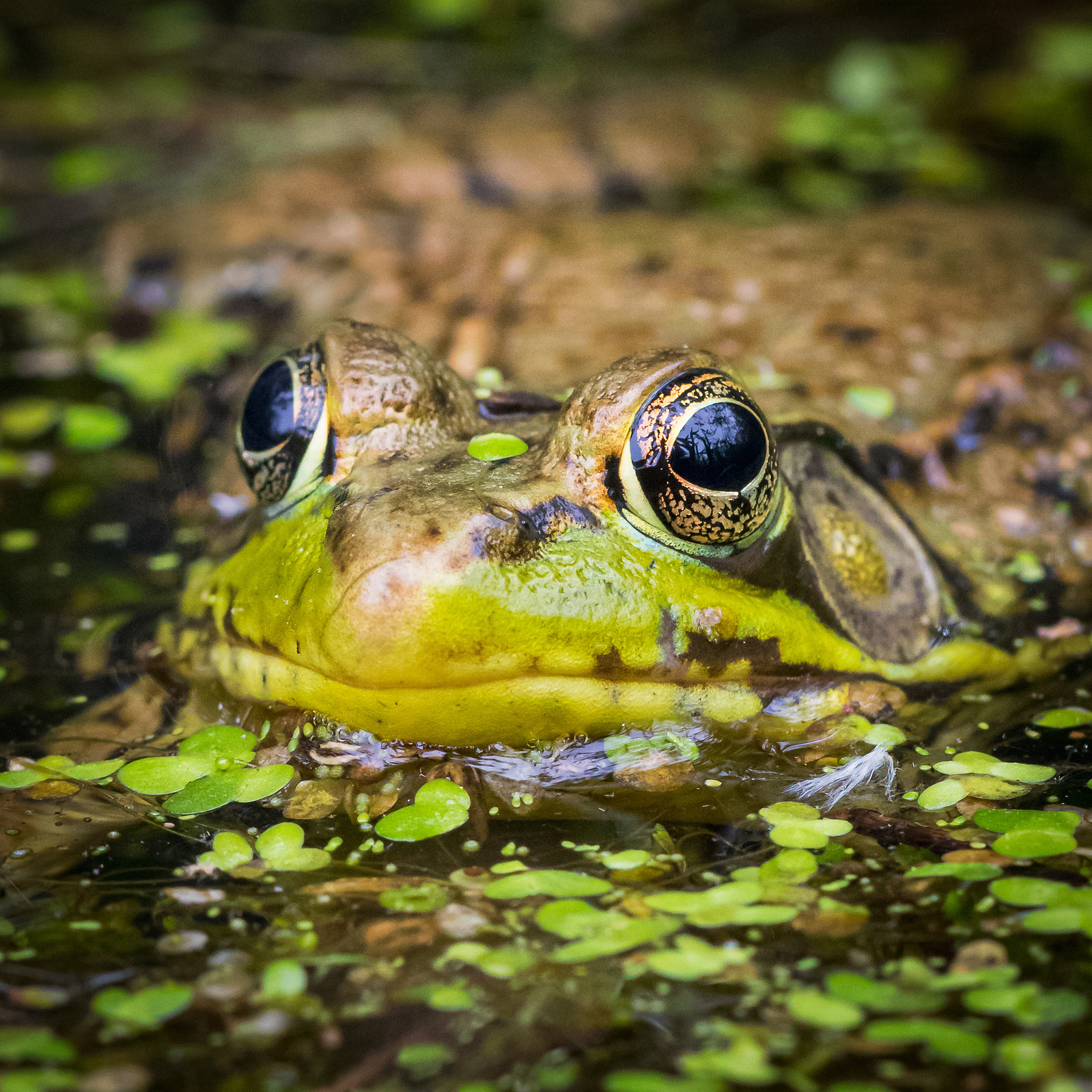 Close-up of a green and brown frog partially submerged in water with floating duckweed, showing detailed eyes and textured skin.