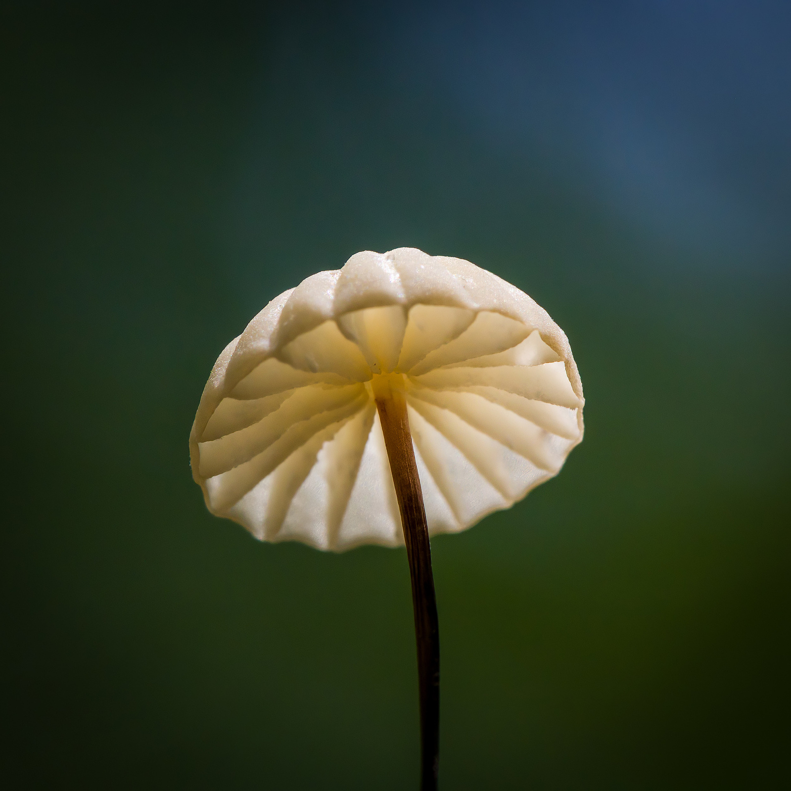Close-up view of a single pinwheel mushroom from beneath, showing pleated gills illuminated by sunlight against a smooth green and blue background.