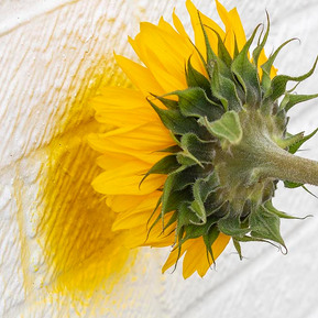 A sunflower in a beer bottle that's pointing at a yellow circle on the wall