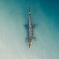 A salt water crocodile rests on the edge of a tidal stream.