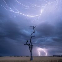 A lone tree in the paddock with lightning above.