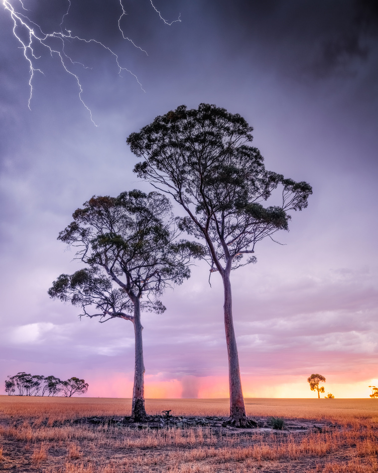 Lightning strikes above two trees in a field.