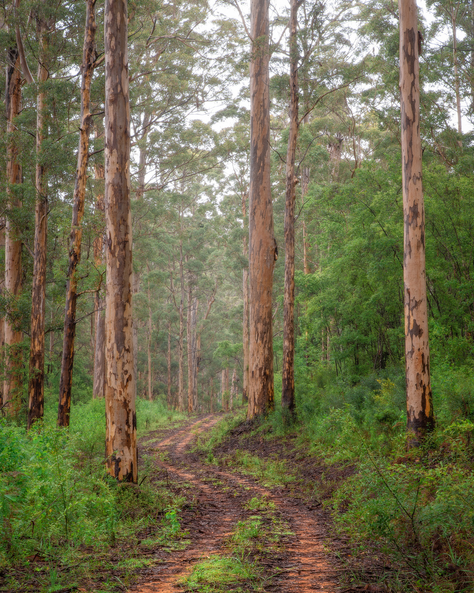 A winding dirt road through the forest.