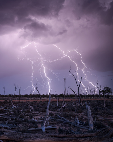 Large lightning strikes over dead trees in the wheatbelt.