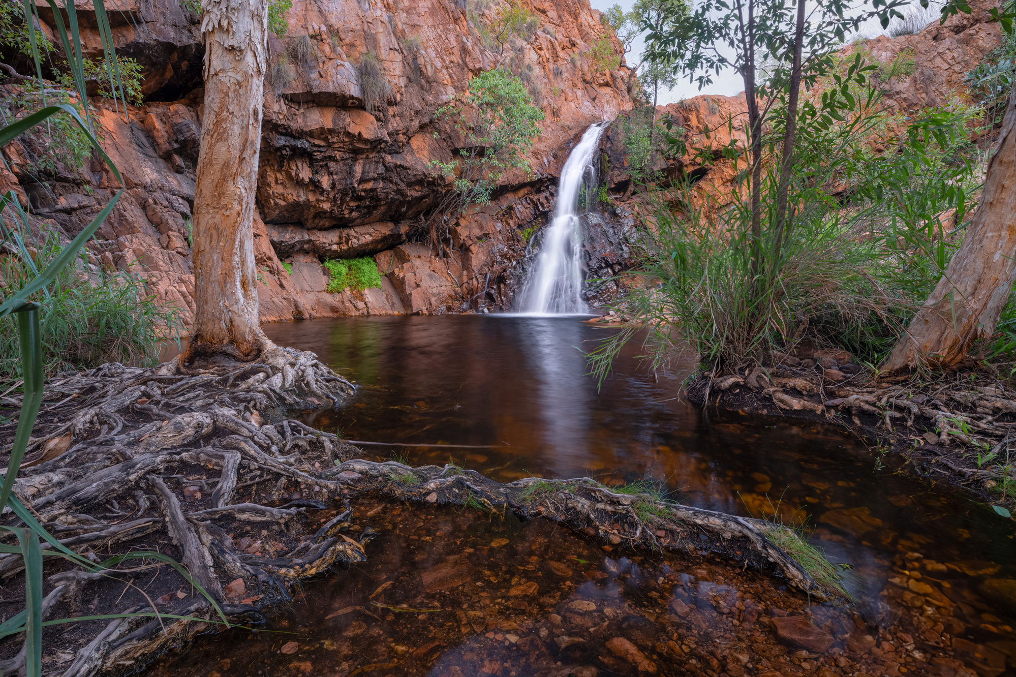 A waterfall cascades into a freshwater pool, lined by paperbark trees.