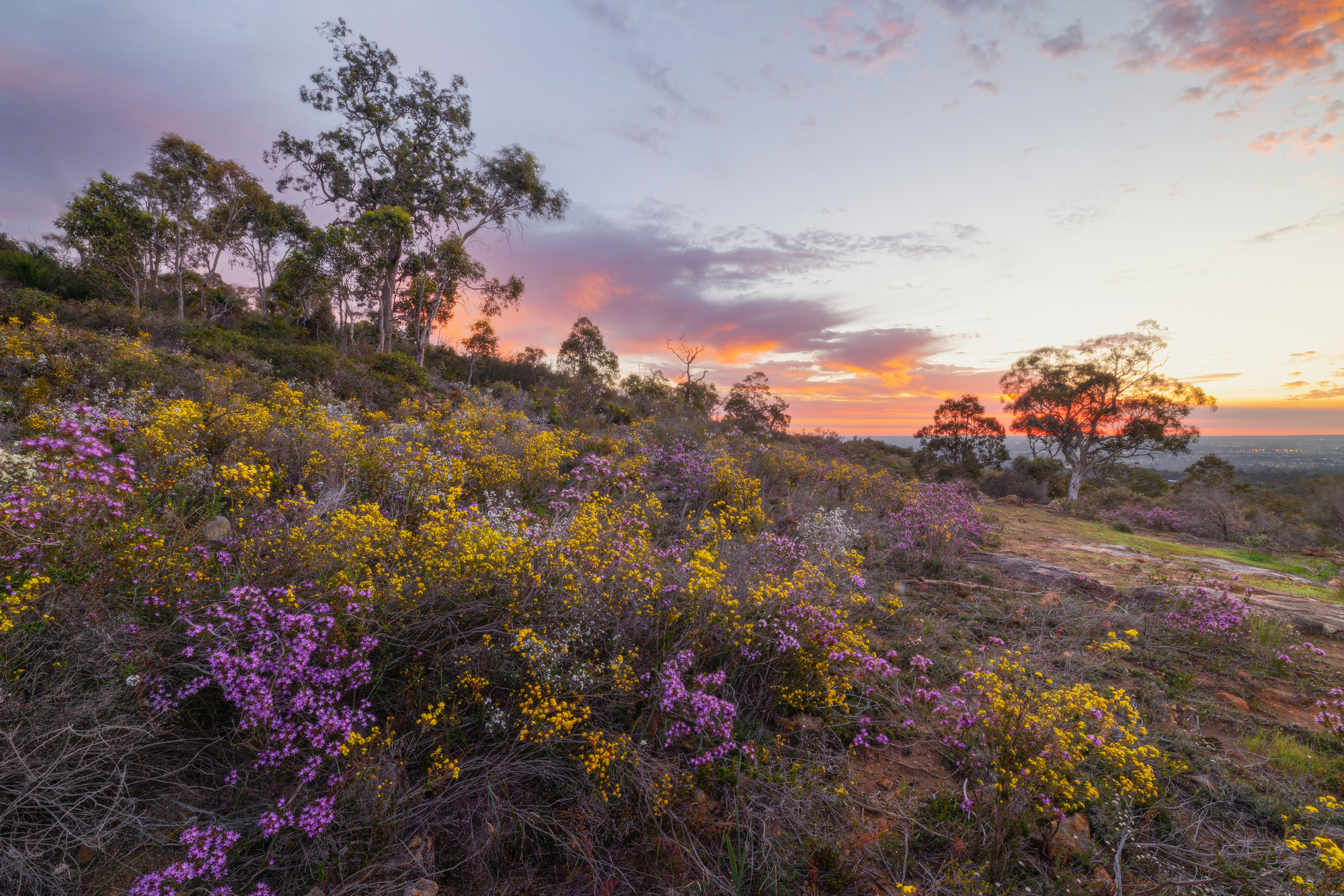Perth Hills Sunset and wildflowers at the Lions Lookout in Lesmurdie.