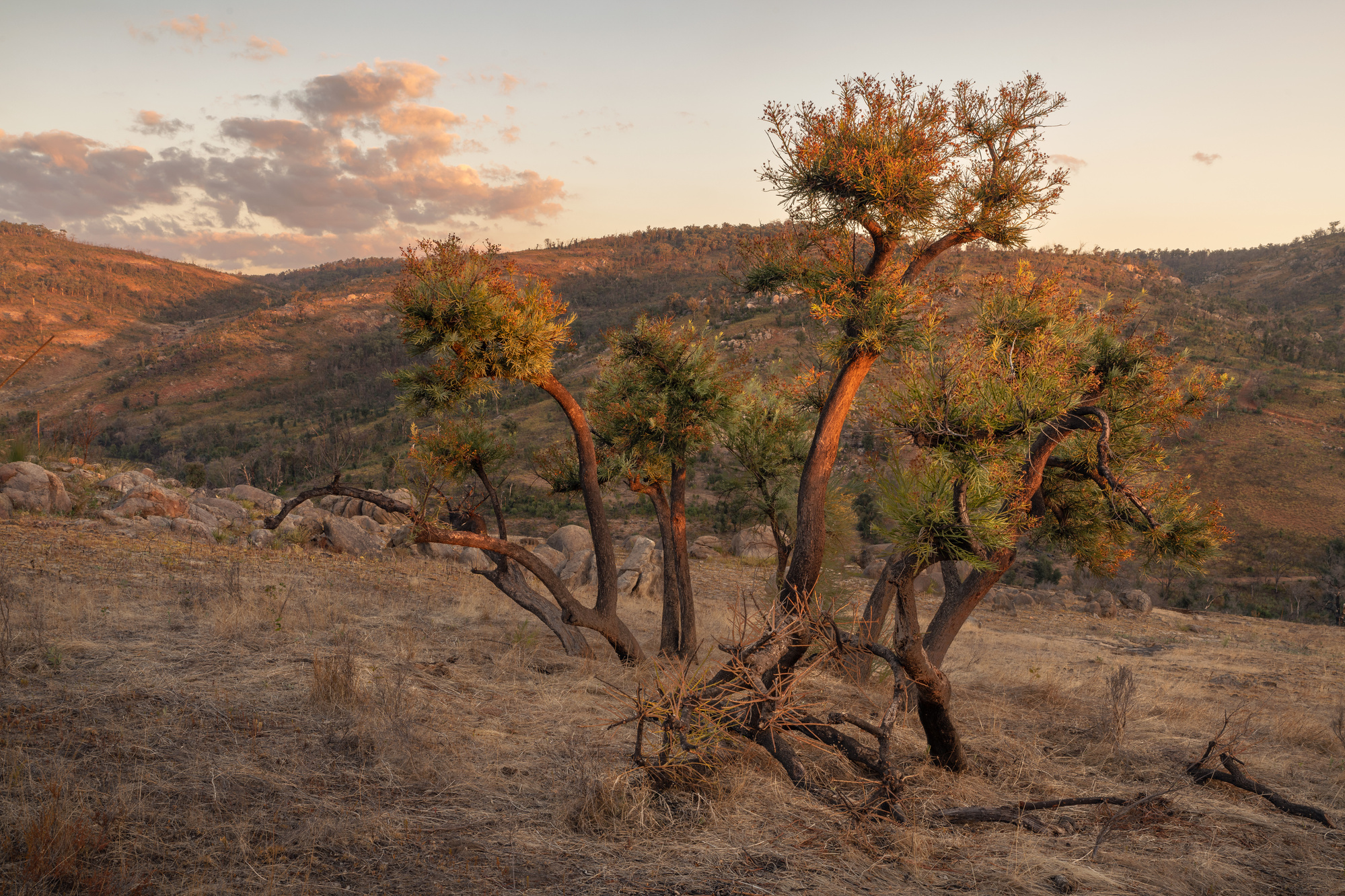 Golden hour in the Perth Hills, facing away from the setting sun.