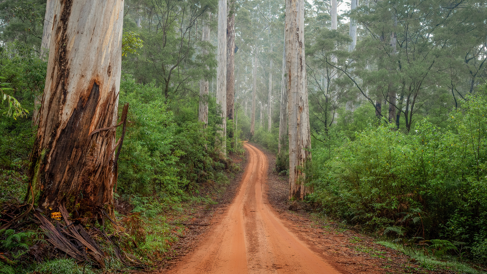 A winding road through the Karri Forrest in Pemberton.