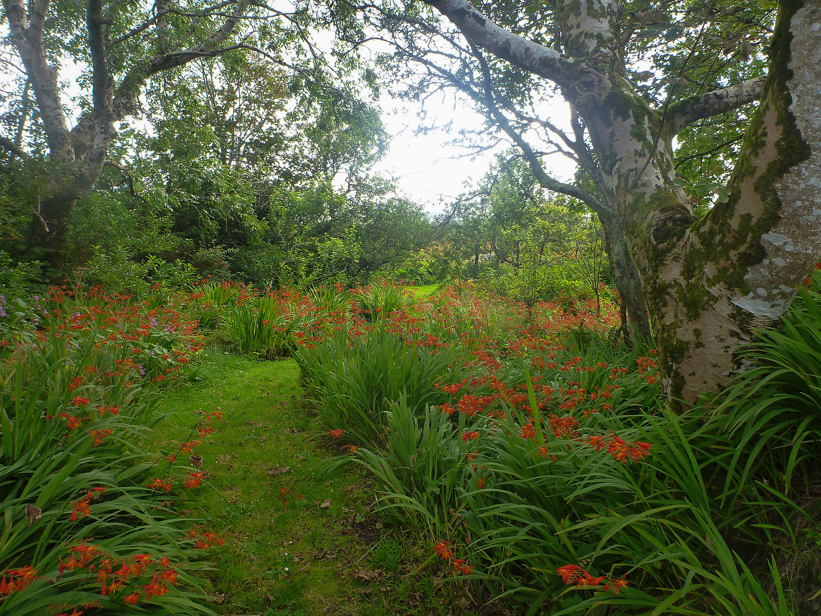 In the woods between Roundstone and Ballyconneely, Connemara, County Galway, Ireland, orange wild flowers bloom amid lush green foliage. It was a lovely morning in early September.