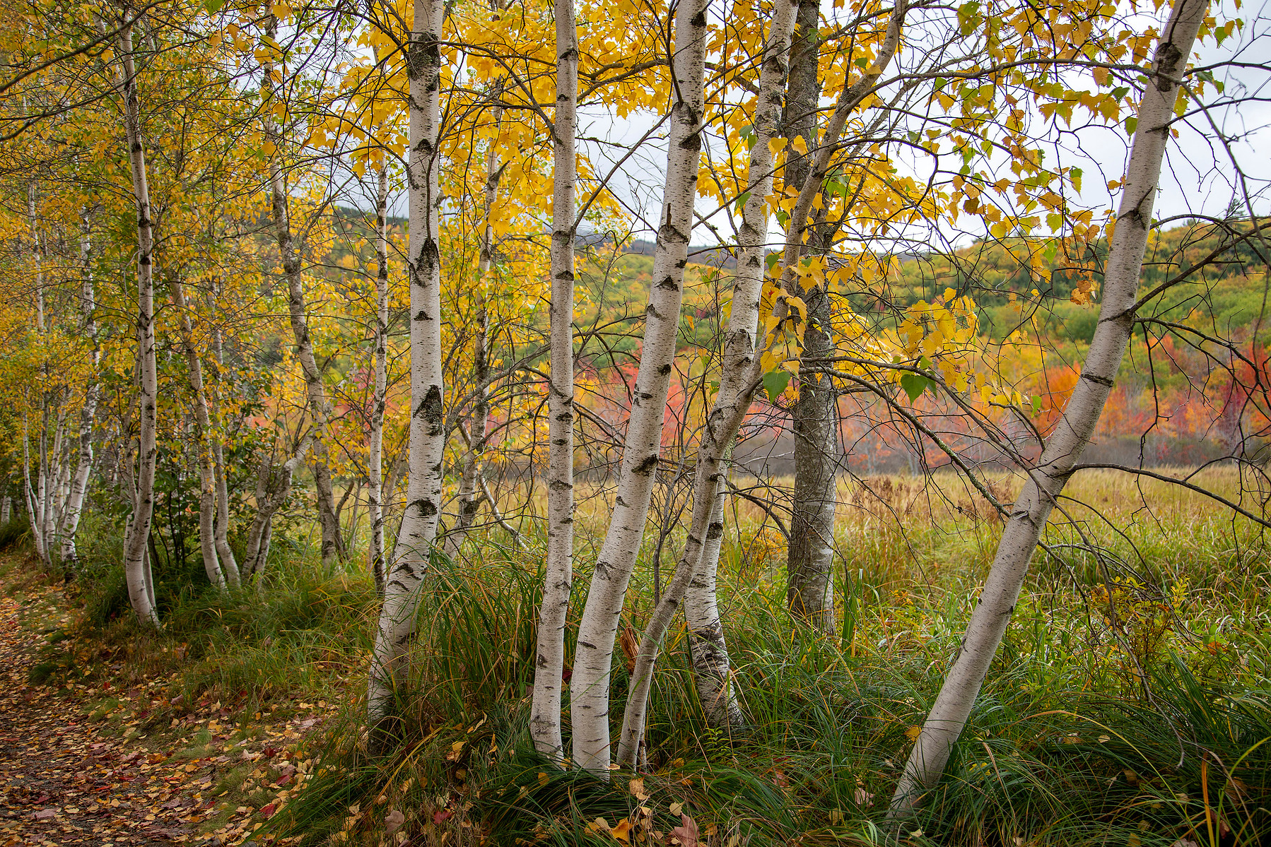 Talk a walk along this tranquil Birch Tree lined path near Wildwood Stables in Acadia National Park on an Autumn day.