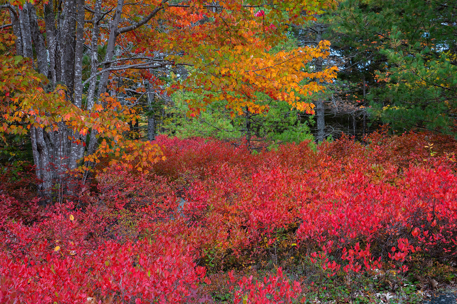 Autumn foliage in Acadia National Park is a striking blend of red, green, yellow, orange and grey.