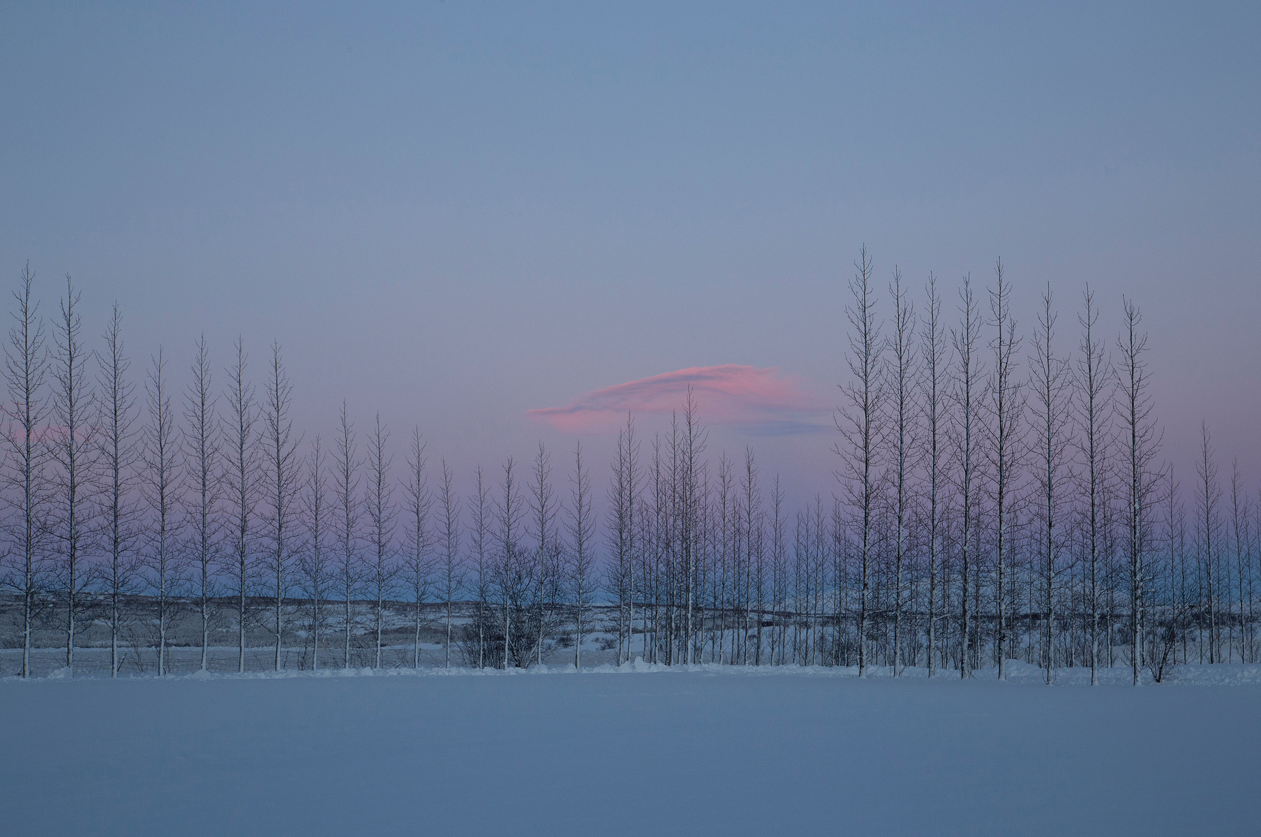 A row of bare trees at Geysir Iceland becomes a magical scene when the snow reflects the blue tones of the winter sky and a cloud is bathed in pink light from the setting sun.
