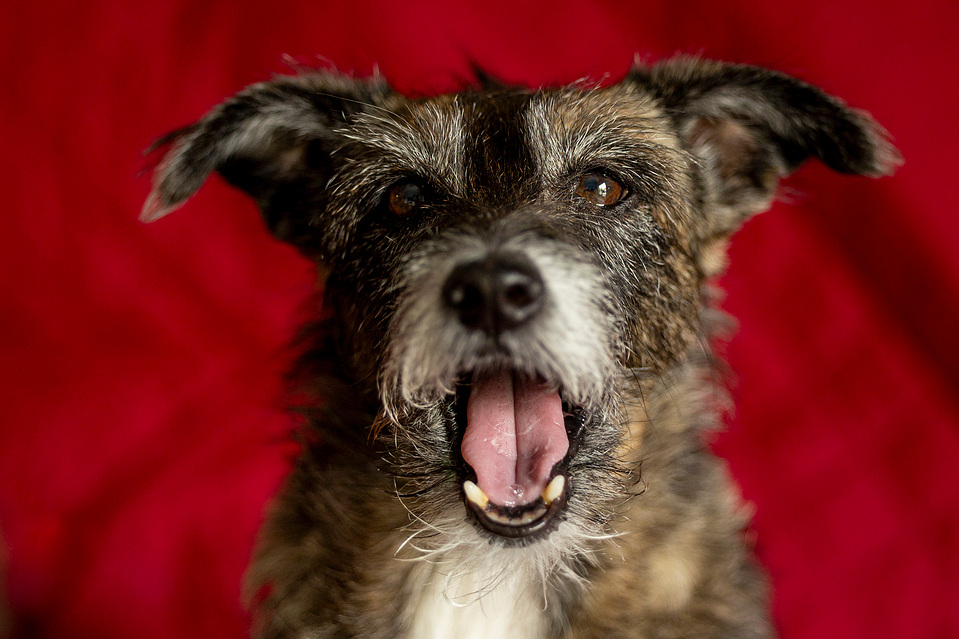 fotografía deun perrito mirando hacia arriba con los ojos bien abiertos y el fondo rojo