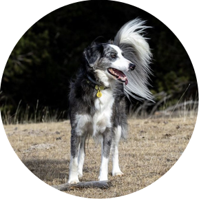Excursión fotográfica canina al Montseny