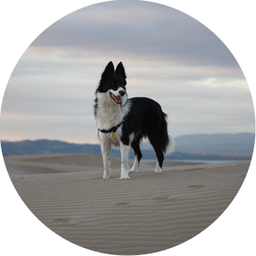 Excursión fotográfica canina a la playa