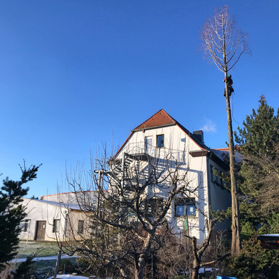 Baumfällung, Haus und Baum stehen nah beieinander.