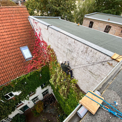 Höhenarbeiter entfernt Efeu an Hausfassade. Er ist mit Seilen gesichert.