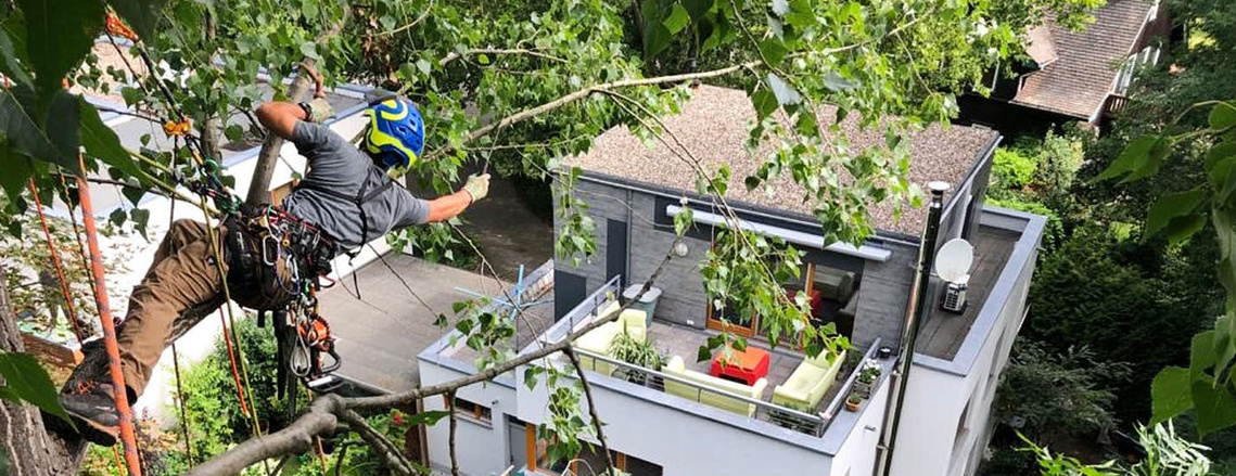 Baumkletterer mit Säge im Baum, schneidet Ast ab.