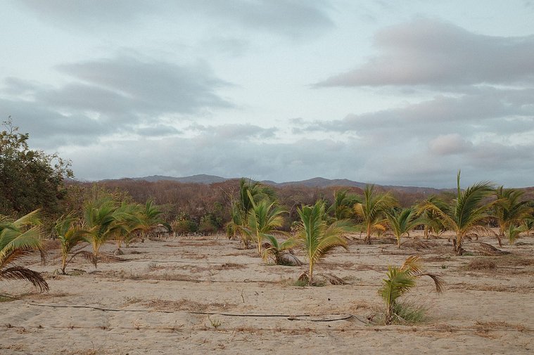 Small palm trees growing from a farmland in Puerto Escondido, Oaxaca with a moody sky above.