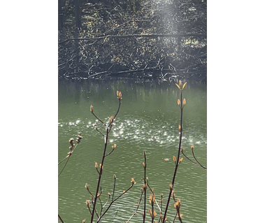 A GIF of a river with sunlight shining on the water, creating a sparkling, shimmering effect on the surface
