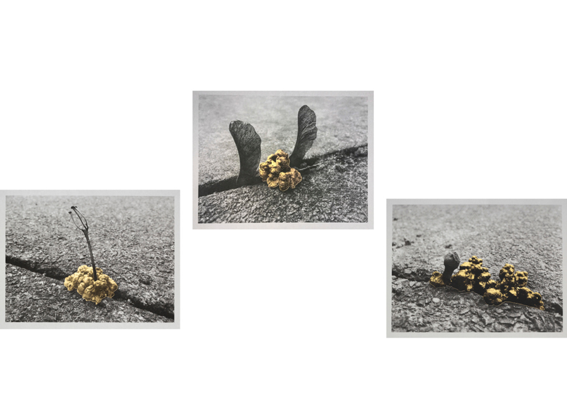 Screen prints of gold leafed worm castings printed with ink made from worm shit.