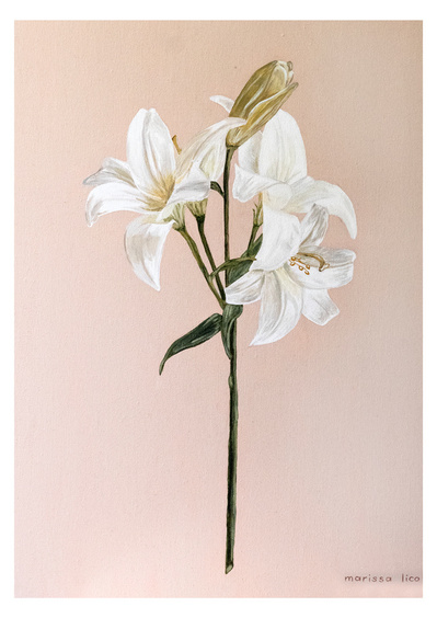 'Fiori' wall art print Australia. Italian print of white lily flower, free shipping, by Australian artist Marissa Lico.