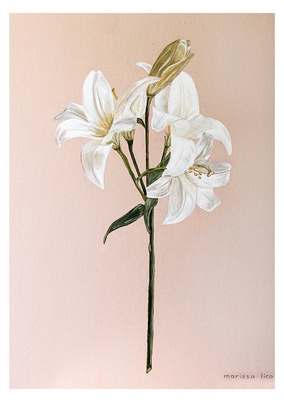 'Fiori' wall art print Australia. Italian print of white lily flower, free shipping, by Australian artist Marissa Lico.