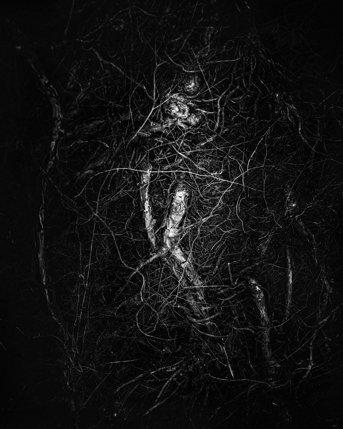 Captive - MIND exhibition 2018