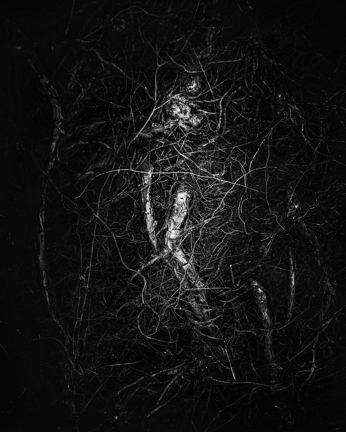 Captive - MIND exhibition 2018