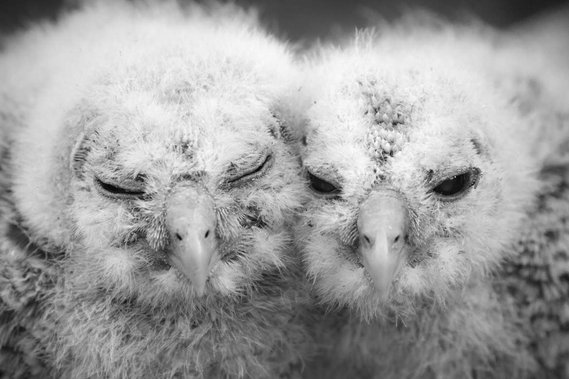 Prints, cards, posters, owlets, owl