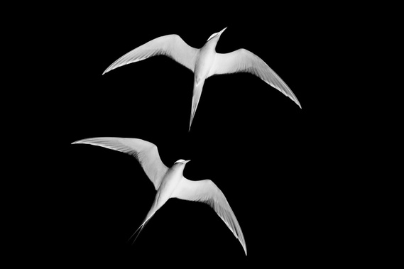 art, fine art, birds, prints, fineart