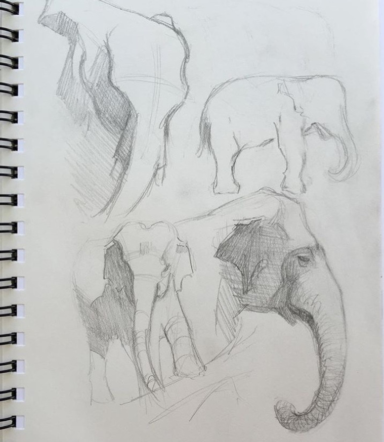 San Diego Zoo Elephant Sketch by Heather Lenefsky