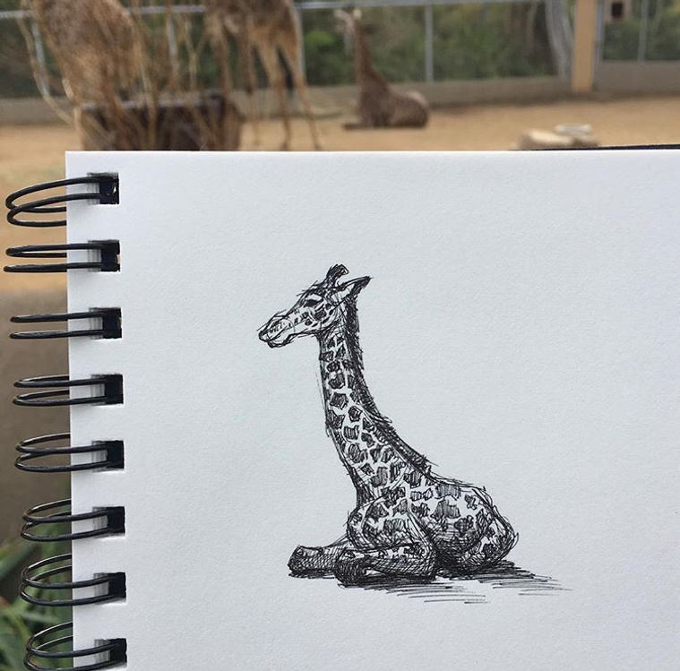 Baby Giraffe sketch by Heather Lenefsky, San Diego Zoo